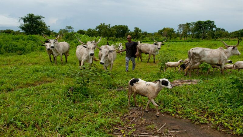 A voice told me to k!ll him â Farmer gives motive for murdÂ£ring herder in Ogun
