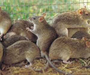 Lassa Fever: Nigeria records 166 deaths as outbreak spreads across 21 states