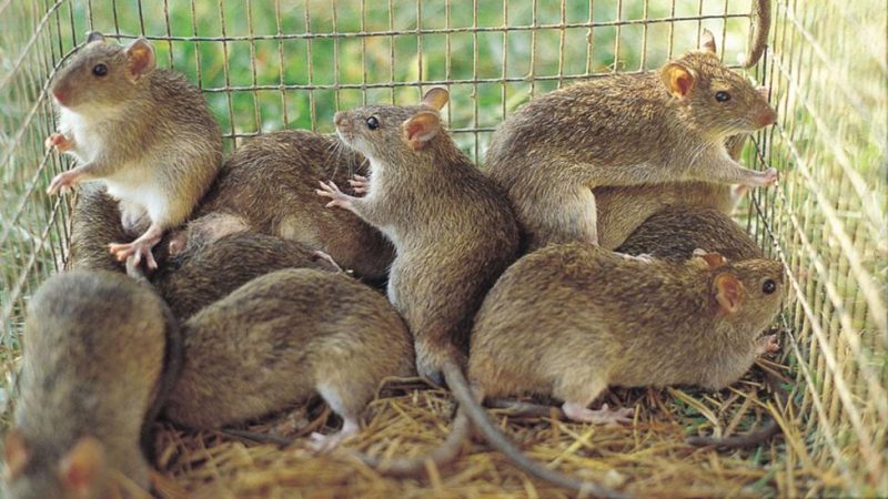 Lassa Fever: Nigeria records 166 deaths as outbreak spreads across 21 states