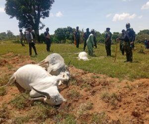 Gunmen Kill 13-Year-Old Herder, 36 Cattle, 49 Missing In Barkin Ladi Attack
