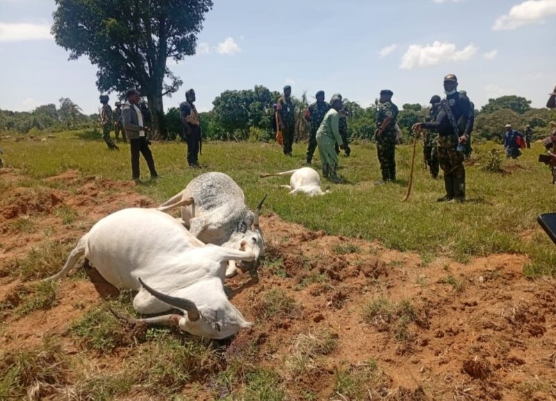 Gunmen Kill 13-Year-Old Herder, 36 Cattle, 49 Missing In Barkin Ladi Attack