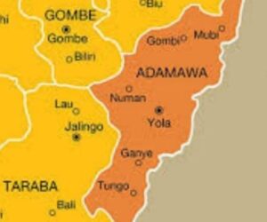 20-Year-Old Herder Missing As Gunmen Kill 33 Cattle In Adamawa Attack