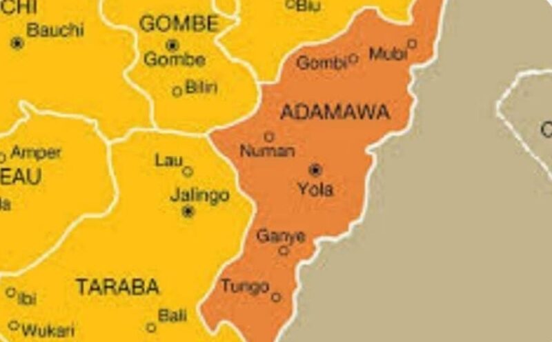20-Year-Old Herder Missing As Gunmen Kill 33 Cattle In Adamawa Attack