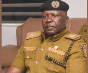 NDLEA destroys 10,000kg of cannabis, 74 hectares of farmland in Ondo