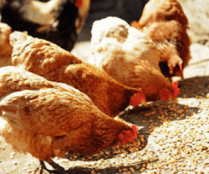 Nigerians double down on local chicken as smuggling fades