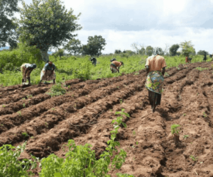 AAD seeks to drive investments, boost agric growth