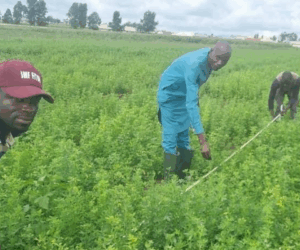 From conflict to fodder: A practical fix for Nigeria’s livestock feed gap