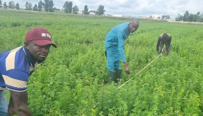 From conflict to fodder: A practical fix for Nigeria’s livestock feed gap