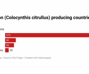 Inside Nigeria’s multi-billion naira melon market