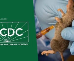 NCDC Confirms 168 Deaths From Lassa Fever As Fatality Rate Increases