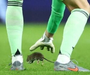 Mysterious Rat Disrupts Game As Belgium Beat Wales 4-2