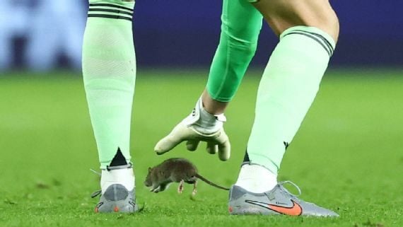 Mysterious Rat Disrupts Game As Belgium Beat Wales 4-2