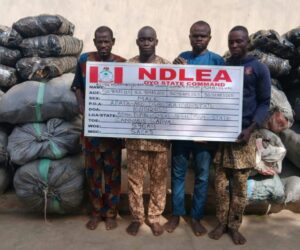 NDLEA Intercepts Illicit Drugs Hidden In Frozen Snails, Electrical Bulbs