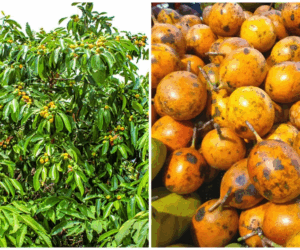 Udara Tree: The Sacred Tree You Dare Not Pluck From or Cut Down