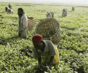 IITA, UN boost partnership to accelerate Nigeria’s food security