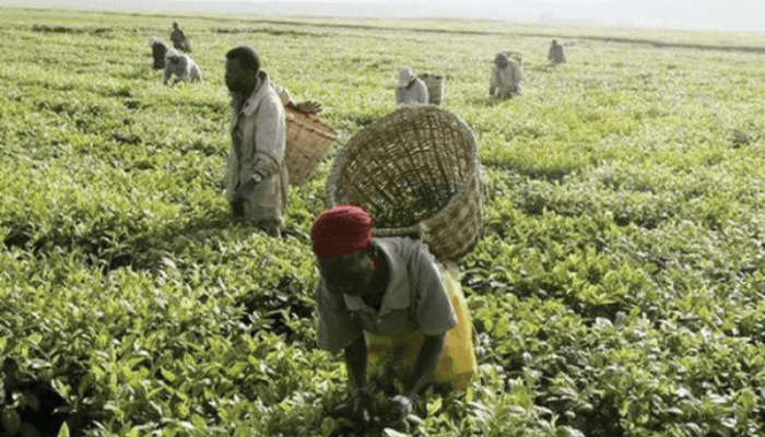 IITA, UN boost partnership to accelerate Nigeria’s food security