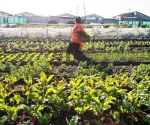 Tourba, ThriveAgric move to scale up conservation agriculture