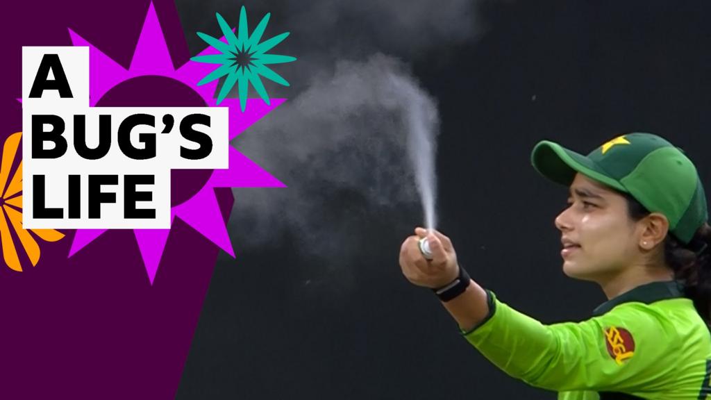 Women’s Cricket World Cup: Fly infestation interrupts match between India and Pakistan