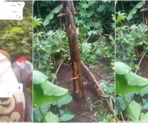 Lady surprises as mother-in-law uses her baby’s umbilical cord to plant plantain