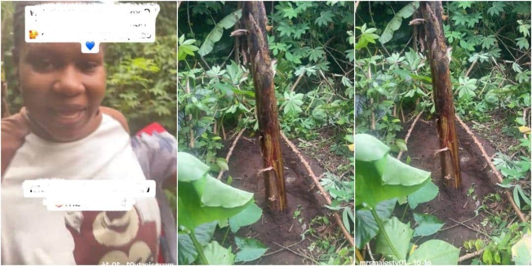 Lady surprises as mother-in-law uses her baby’s umbilical cord to plant plantain