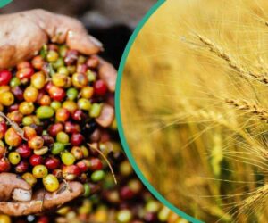 A list of cash crops in Nigeria and where they are produced