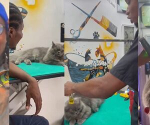 “This one has serious pride” – Groomer Shares How He Has to Soothe a Cat Before Trimming Its Hair (WATCH)