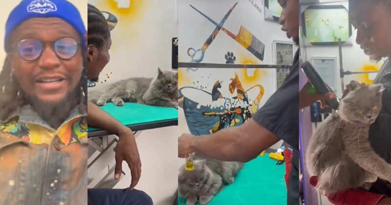 “This one has serious pride” – Groomer Shares How He Has to Soothe a Cat Before Trimming Its Hair (WATCH)