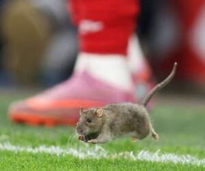 Rat Invade Pitch During Wales vs Belgium Qualifier