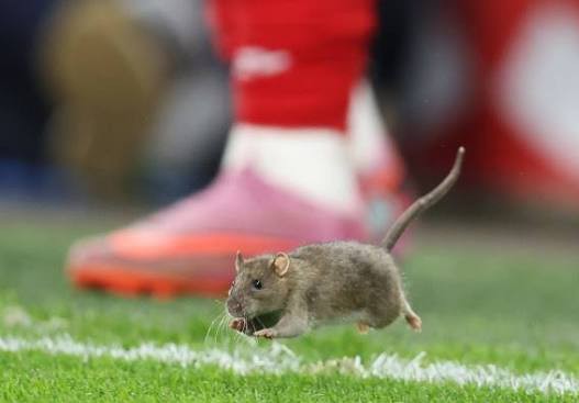 Rat Invade Pitch During Wales vs Belgium Qualifier