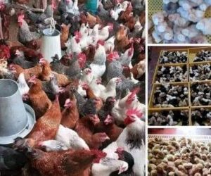 Over 60% of human diseases in Nigeria livestock-related – NVMA