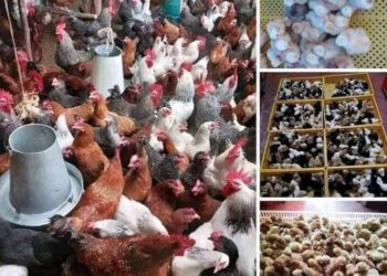Over 60% of human diseases in Nigeria livestock-related – NVMA