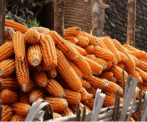 Challenges of the maize industry in Nigeria