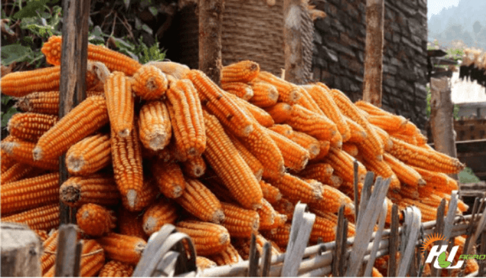 Challenges of the maize industry in Nigeria