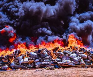 NDLEA destroys 8.2kg of seized illicit drugs in Yobe