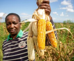 Silo Africa takes on $4 billion post-harvest challenge