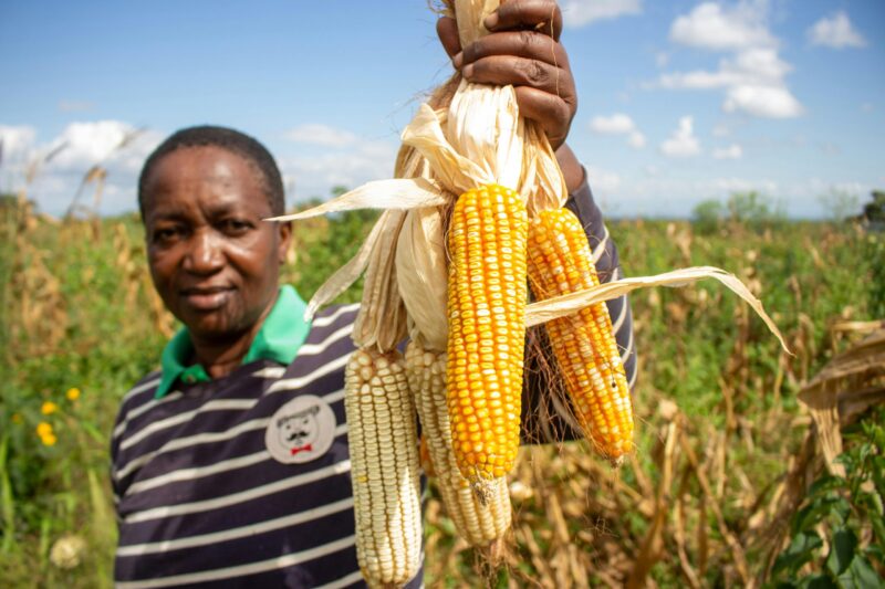 Silo Africa takes on $4 billion post-harvest challenge