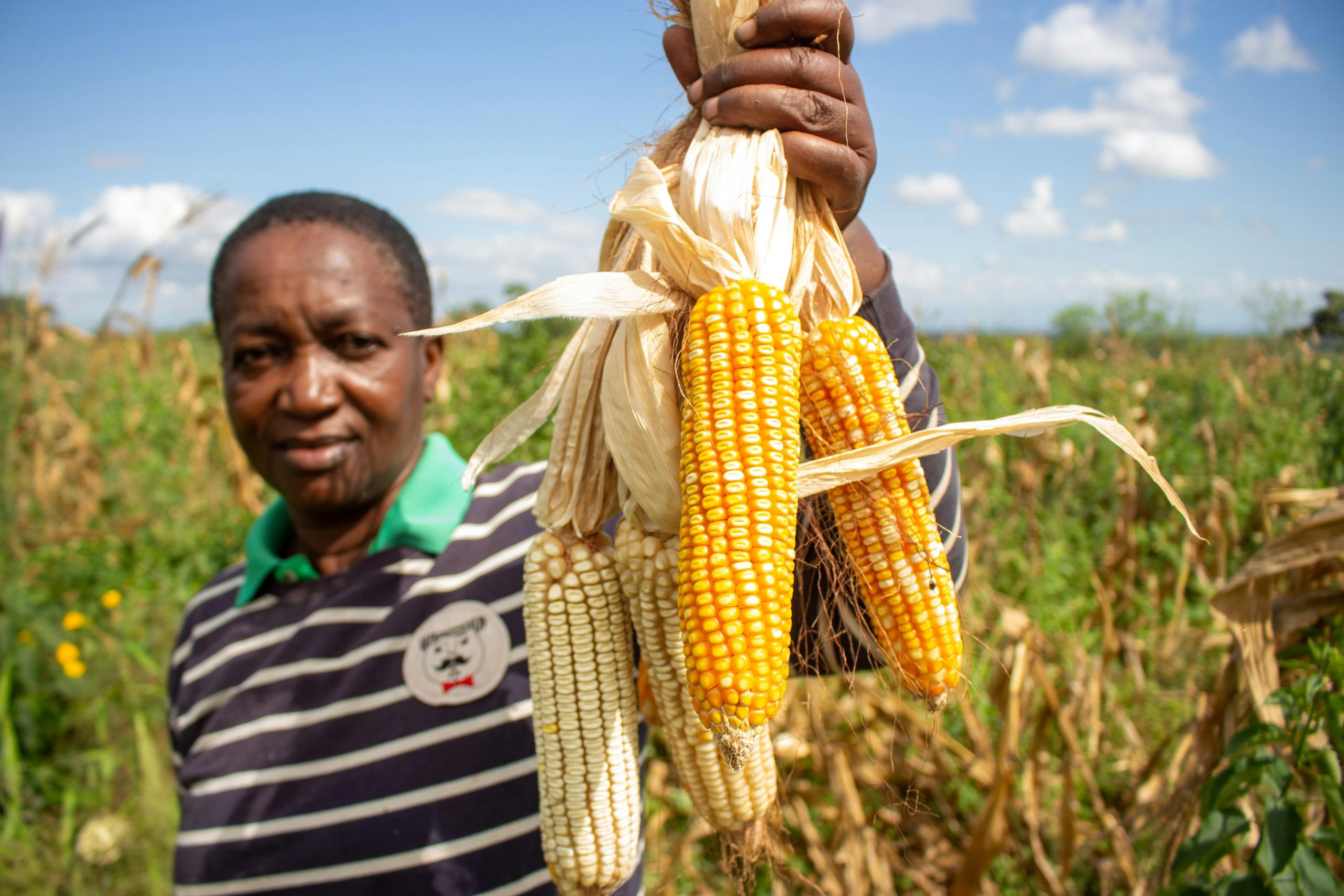 Silo Africa takes on $4 billion post-harvest challenge