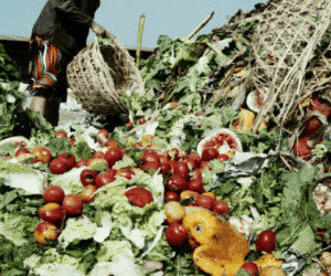 How two female innovators are reducing N3.5trn food waste