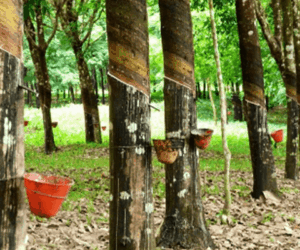 Aging rubber trees cost Nigeria $65bn opportunity