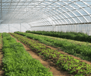 NALDA launches high-tech greenhouse initiative to drive year-round vegetable production