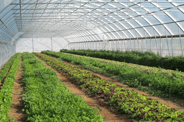 NALDA launches high-tech greenhouse initiative to drive year-round vegetable production