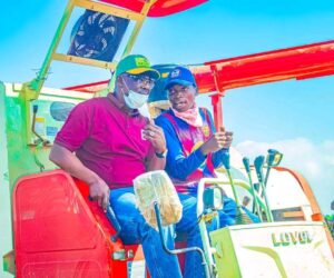 Governor flags off harvest on 3,300-hectare Nasarawa rice farm