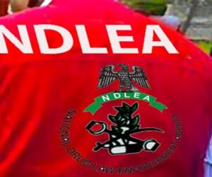 NDLEA uncovers illicit drugs packaged as Christmas cookies, arrests distributors