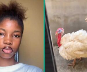“How Did They Get in Here?” Lady Cries Out after Seeing 2 Live Turkeys in Her Compound