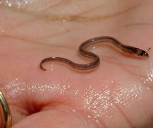 Haitian gangs getting rich off murky market for baby eels