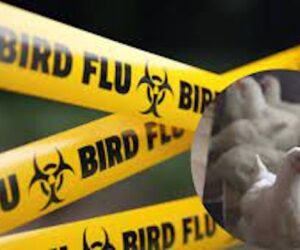 Bird Flu Could Trigger Pandemic Worse Than COVID, Institut Pasteur Warns – Arise News