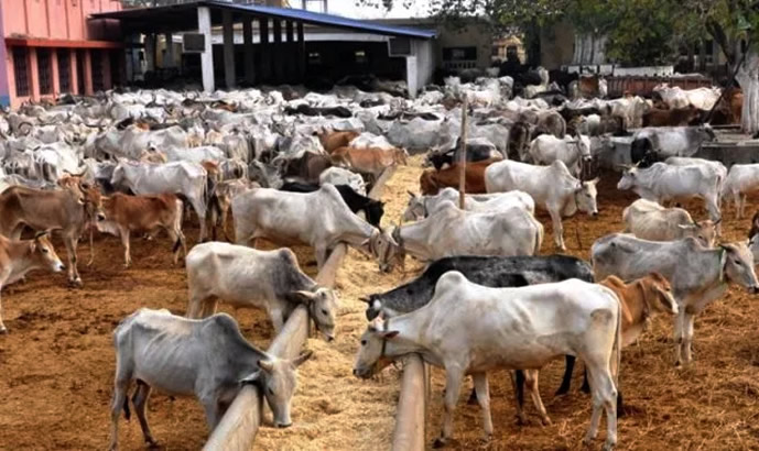 Nigeria’s Inability To Feed Over 50m Cattle Is A National Emergency – Minister