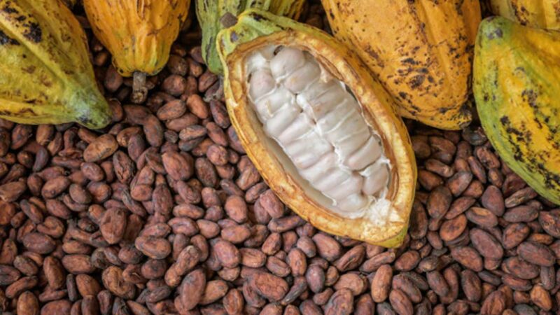 Cocoa output seen shrinking on weather, disease 