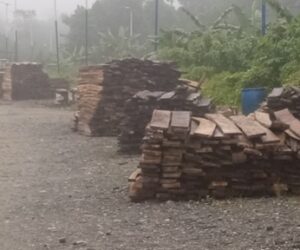 How youth unemployment drives deforestation in Rivers community