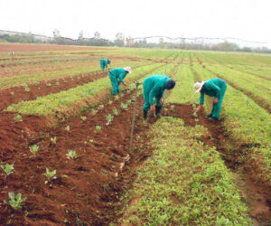 Nigeria, UN collaborate to boost inclusive growth in agriculture sector 